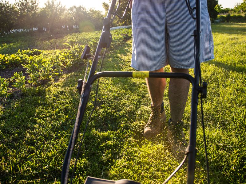 A push mower cutting a lawn in late afternoon light.